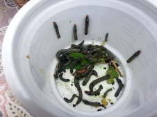 caterpillars collected