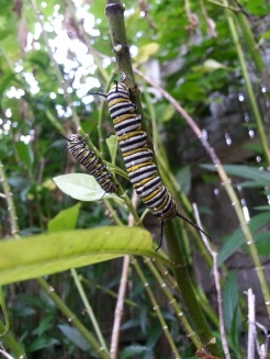 monarchs in the making